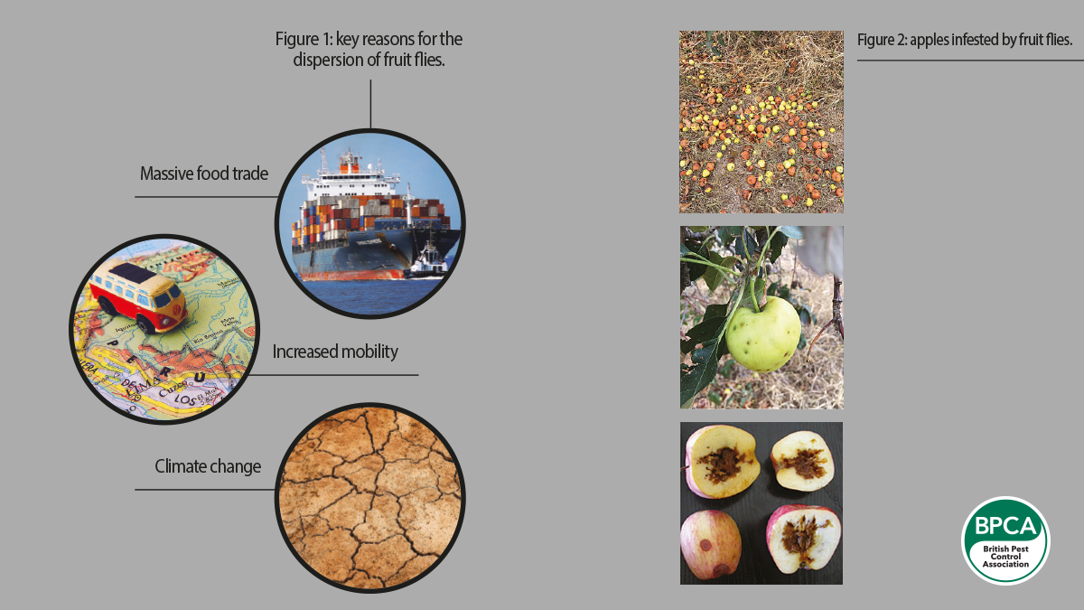 fruit-flies-ipm-fig2